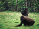 Two Gorillas Forage in a Clearing Lámina fotográfica