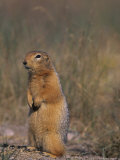 Arctic Ground Squirrel Stands on its Hind Legs in the Tundra Photographic Print
