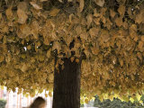 Autumn Foliage Clings to a Tree Photographic Print