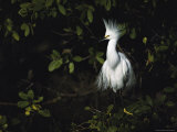 Snowy Egret Perches on a Tree Branch Displaying its Crest Photographic Print