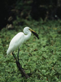 Great Egret Catches a Catfish Photographic Print