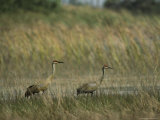 Pair of Sandhill Cranes Stand Amid the Tall Grass of a Marsh Photographic Print