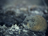 Brown Lemming on the Tundra Photographic Print by Paul Nicklen