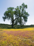 Lone Valley Oak Tree Stands in a Field of Owls Clover Photographic Print