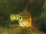 Three-Inch-Long Atlantic Salmon Parr Fish Photographie par Paul Nicklen