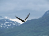 American Bald Eagle in Flight Photographic Print by Tom Murphy