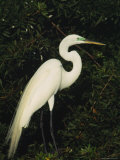 Great Egret Perches on a Tree Branch above a Freshwater Pond Photographic Print