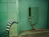 Ring Tailed Lemurs Walk Through a Small Door in a Green Room Photographic Print
