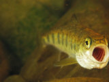 Three Inch Long Atlantic Salmon Parr Fish Photographic Print