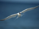 Royal Tern in Flight Photographie par Klaus Nigge
