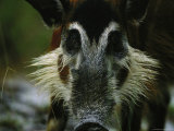 Close View of a Western Bush Pig Photographic Print