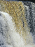 Leaping Salmon Jumps up a Waterfall in Canada Photographic Print