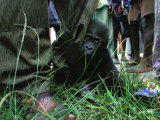 Baby Western Gorilla Clutching the Leg of a Man Lámina fotográfica