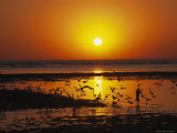 Seabirds Silhouetted Against the Sea in the Glow of the Setting Sun Photographic Print by Steve Winter