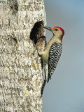 Red-Bellied Woodpecker Looks into its Nest Photographie par Klaus Nigge