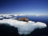 Two Bull Walruses Rest on a Drifting Piece of Pack Ice in Foxe Basin Photographic Print