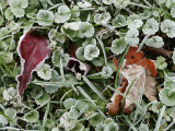 Frost-Covered Weeds, Leaves, and Grasses Stampa fotografica Frost-Covered Weeds, Leaves, and Grasses Stampa fotografica