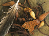 Bird Feather Washes up on Weston Beach Photographic Print by Phil Schermeister