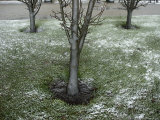 Ice Forms on the Bark of Young Trees during a Winter Frost Photographic Print
