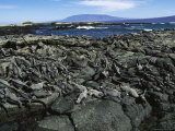Iguanas Bask on Rocks at the Oceans Edge Photographic Print