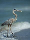 Great Blue Heron Walks in the Sand Photographic Print