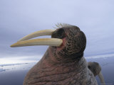 Close View of a Walrus Muzzle with Tusks Photographic Print