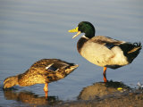 Male and Female Mallard Duck Photographic Print