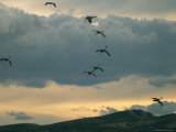 Flock of Sandhill Cranes Coming in for a Landing Photographic Print