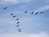 Sandhill Cranes Fly in Formation over the Hiwassee Wildlife Refuge Photographic Print by Stephen Alvarez