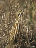American Bittern Blends in with the Shoreline Grass Lámina fotográfica American Bittern Blends in with the Shoreline Grass Lámina fotográfica