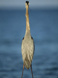 Great Blue Heron Walks in the Sand Photographic Print