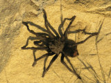 Tarantula Spider Rests on a Rock Lámina fotográfica Tarantula Spider Rests on a Rock Lámina fotográfica