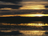 Silhouetted Sandhill Cranes in Marsh at Sunset Photographic Print by Marc Moritsch