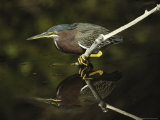 Green-Backed Heron Perches on a Tree Branch above the Water Photographic Print