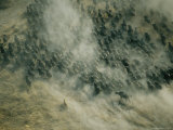 Herd of African Buffalo on the Move Stirring up a Dust Cloud Photographic Print by Bobby Haas