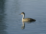 Western Grebe Swimming on the Surface of Calm Water Photographie par Marc Moritsch