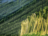 Nets Protect Ripening Grapes from Thieving Birds at a Zurich Vineyard Photographie