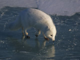 Arctic Fox Makes its Way across a Newly Frozen Pond Photographic Print