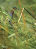Green-Backed Heron Perches on a Tree Branch Photographic Print by Klaus Nigge