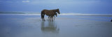 Wild Mare and Foal on the Beach North of Corolla Photographic Print by Stephen Alvarez