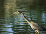 Great Blue Heron in Hunting Position in Water Photographic Print by Marc Moritsch