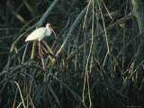 White Ibis Perches on a Mangrove Tree Root Photographic Print by Klaus Nigge White Ibis Perches on a Mangrove Tree Root Photographic Print by Klaus Nigge