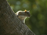 Gray Squirrel Climbs a Tree Photographic Print by Klaus Nigge