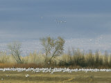 Snow Geese in Flight and Resting on the Ground Photographic Print