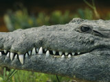 Close View of the Teeth of an American Crocodile Lámina fotográfica Close View of the Teeth of an American Crocodile Lámina fotográfica