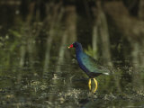 Purple Gallinule Wades in a Freshwater Pond Photographic Print by Klaus Nigge