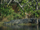 American Alligator on Floridas Gulf Coast Lámina fotográfica American Alligator on Floridas Gulf Coast Lámina fotográfica