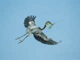 Great Blue Heron Carries a Tree Branch for Nest Building Photographic Print