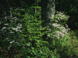 Mountain Laurel Surrounds an Oak Tree Photographic Print