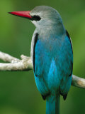 Senegal Kingfisher Perched on a Branch Lámina fotográfica